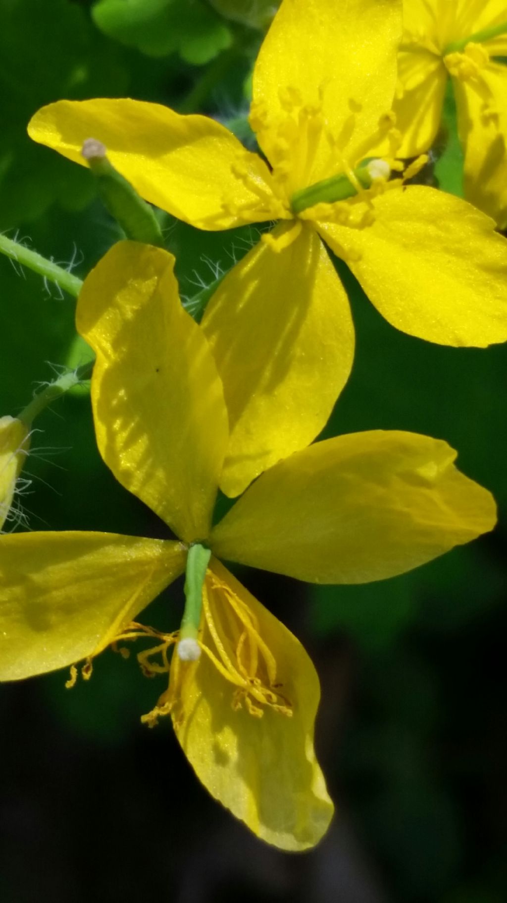 Chelidonium majus (Papaveraceae)